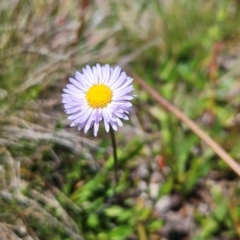 Brachyscome scapigera (Tufted Daisy) at Namadgi National Park - 17 Feb 2024 by BethanyDunne