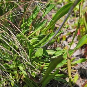 Brachyscome scapigera at Namadgi National Park - 17 Feb 2024