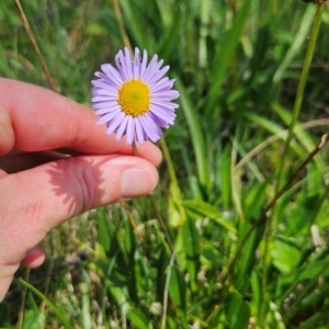 Brachyscome scapigera at Namadgi National Park - 17 Feb 2024