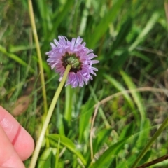 Brachyscome scapigera at Namadgi National Park - 17 Feb 2024