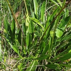 Brachyscome scapigera at Namadgi National Park - 17 Feb 2024 12:22 PM