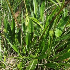 Brachyscome scapigera at Namadgi National Park - 17 Feb 2024 12:22 PM