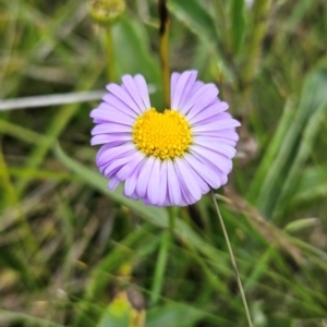 Brachyscome scapigera at Namadgi National Park - 17 Feb 2024 12:30 PM