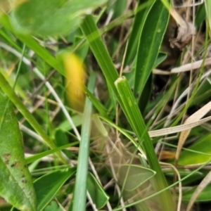 Brachyscome scapigera at Namadgi National Park - 17 Feb 2024 12:30 PM