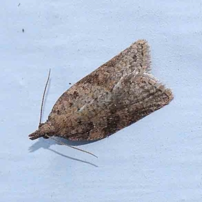 Epiphyas (genus) (A Tortrid moth) at Turner, ACT - 13 Feb 2024 by ConBoekel