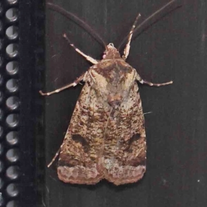 Agrotis porphyricollis at Turner, ACT - 14 Feb 2024 09:09 PM