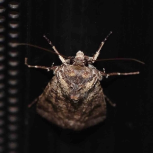 Agrotis porphyricollis at Turner, ACT - 14 Feb 2024 09:09 PM