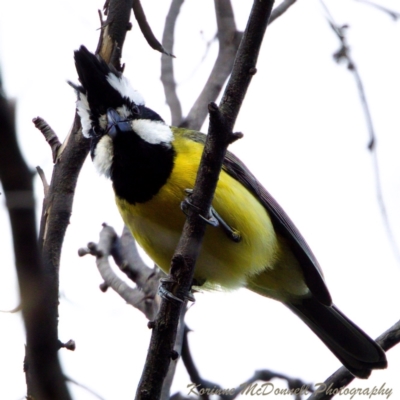 Falcunculus frontatus (Eastern Shrike-tit) at Namadgi National Park - 23 Nov 2022 by KorinneM