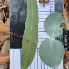 Eucalyptus rubida subsp. rubida (Candlebark) at Lyons, ACT - 19 Feb 2024 by Steve818