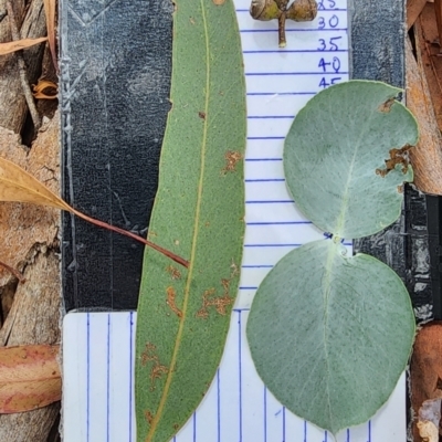 Eucalyptus rubida subsp. rubida (Candlebark) at Lyons, ACT - 19 Feb 2024 by Steve818