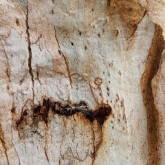 Eucalyptus rubida subsp. rubida at Oakey Hill - 19 Feb 2024