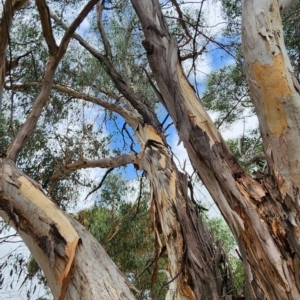 Eucalyptus rubida subsp. rubida at Oakey Hill - 19 Feb 2024