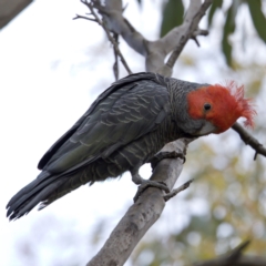 Callocephalon fimbriatum (Gang-gang Cockatoo) at Booth, ACT - 23 Nov 2022 by KorinneM