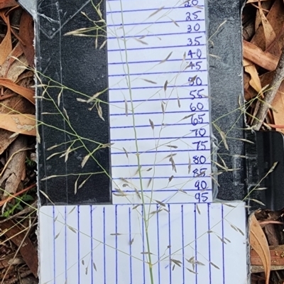 Eragrostis curvula (African Lovegrass) at Oakey Hill - 19 Feb 2024 by Steve818