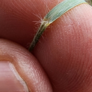 Eragrostis curvula at Oakey Hill - 19 Feb 2024