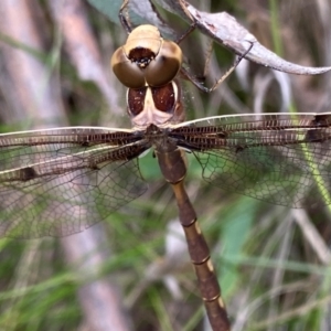 Telephlebia brevicauda at Namadgi National Park - 20 Jan 2024