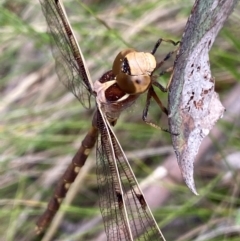 Telephlebia brevicauda at Namadgi National Park - 20 Jan 2024