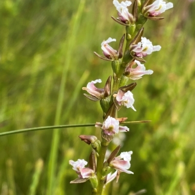 Prasophyllum venustum (Charming leek orchid) at Gooandra, NSW - 21 Jan 2024 by NedJohnston