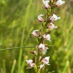 Prasophyllum venustum (Charming leek orchid) at Gooandra, NSW - 21 Jan 2024 by NedJohnston