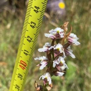 Prasophyllum candidum at Kosciuszko National Park - 22 Jan 2024