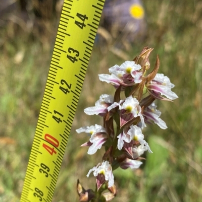 Prasophyllum candidum (Kiandra Leek Orchid) at Tantangara, NSW - 22 Jan 2024 by NedJohnston