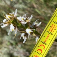 Paraprasophyllum candidum at Kosciuszko National Park - 22 Jan 2024