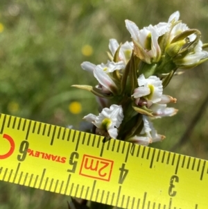 Prasophyllum candidum at Kosciuszko National Park - 22 Jan 2024