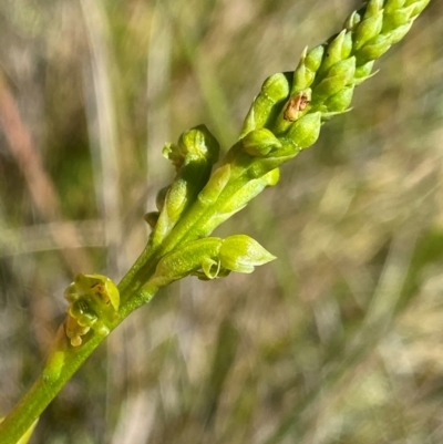 Microtis oblonga (Sweet Onion Orchid) at Gooandra, NSW - 22 Jan 2024 by NedJohnston