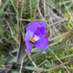 Patersonia sericea (Silky Purple-flag) at Gooandra, NSW - 21 Jan 2024 by NedJohnston