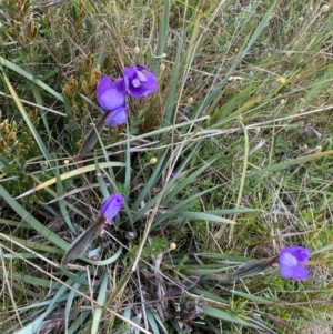 Patersonia sericea at Kosciuszko National Park - 22 Jan 2024 10:25 AM