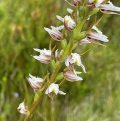 Prasophyllum viriosum (Stocky leek orchid) at Kosciuszko National Park - 21 Jan 2024 by NedJohnston