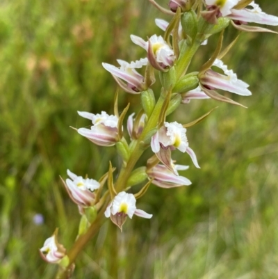 Prasophyllum viriosum (Stocky leek orchid) at Gooandra, NSW - 21 Jan 2024 by NedJohnston