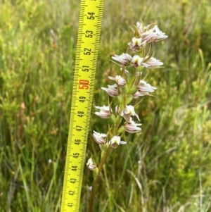 Prasophyllum viriosum at Kosciuszko National Park - 22 Jan 2024