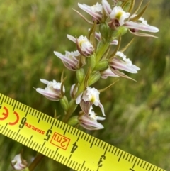 Paraprasophyllum viriosum at Kosciuszko National Park - suppressed