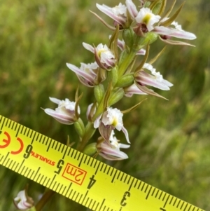 Paraprasophyllum viriosum at Kosciuszko National Park - suppressed