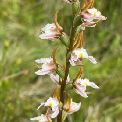Prasophyllum viriosum (Stocky leek orchid) at Gooandra, NSW - 21 Jan 2024 by NedJohnston