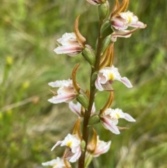 Prasophyllum viriosum (Stocky leek orchid) at Kosciuszko National Park - 21 Jan 2024 by NedJohnston