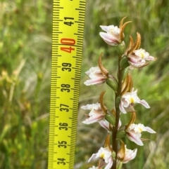 Paraprasophyllum viriosum at Kosciuszko National Park - suppressed