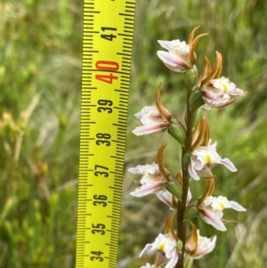 Prasophyllum viriosum at Kosciuszko National Park - 22 Jan 2024