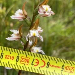 Paraprasophyllum viriosum at Kosciuszko National Park - suppressed