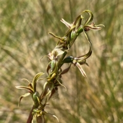 Paraprasophyllum sphacelatum (Large Alpine Leek-orchid) at Kosciuszko National Park - 22 Jan 2024 by NedJohnston