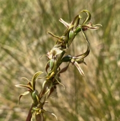 Prasophyllum sphacelatum (Large Alpine Leek-orchid) at Kosciuszko National Park - 22 Jan 2024 by NedJohnston