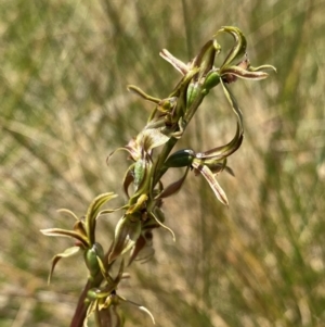 Prasophyllum sphacelatum at Kosciuszko National Park - 22 Jan 2024