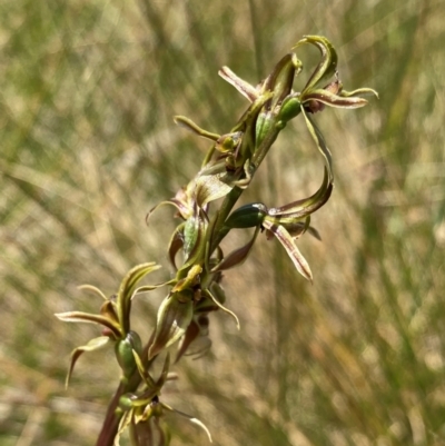 Prasophyllum sphacelatum (Large Alpine Leek-orchid) at Gooandra, NSW - 22 Jan 2024 by NedJohnston