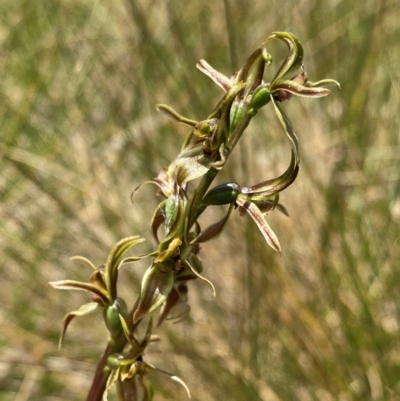 Paraprasophyllum sphacelatum (Large Alpine Leek-orchid) at Kosciuszko National Park - 22 Jan 2024 by NedJohnston
