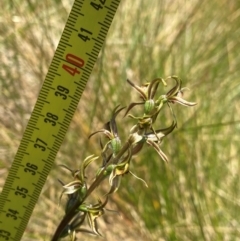 Paraprasophyllum sphacelatum at Kosciuszko National Park - suppressed