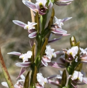 Prasophyllum alpestre at Gooandra, NSW - 22 Jan 2024