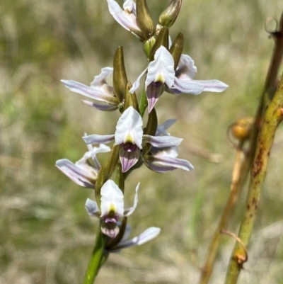 Prasophyllum alpestre (Mauve leek orchid) at Gooandra, NSW - 22 Jan 2024 by NedJohnston