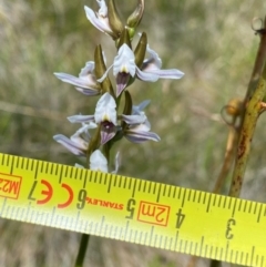 Paraprasophyllum alpestre at Kosciuszko National Park - 22 Jan 2024