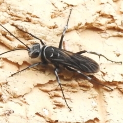 Turneromyia sp. (genus) (Zebra spider wasp) at Wanniassa, ACT - 19 Feb 2024 by JohnBundock
